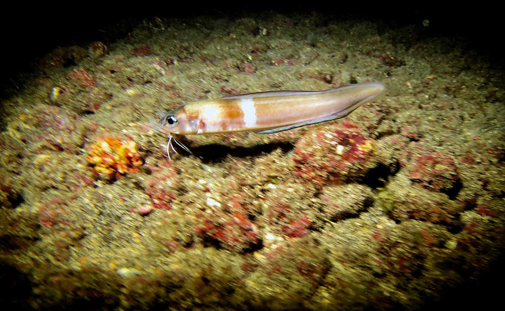 Endemic Species Saint Helena Island Info All about St Helena, in the