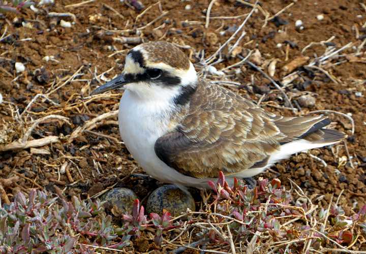 The Wirebird Saint Helena Island Info All about St Helena, in the