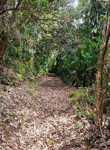 Forest Track